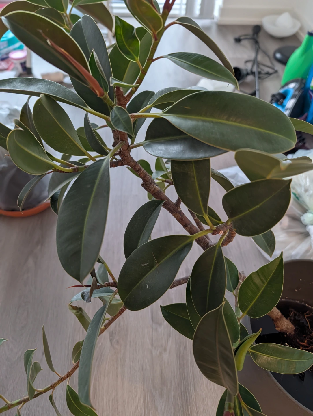 House Plants / Monstera - photo 4