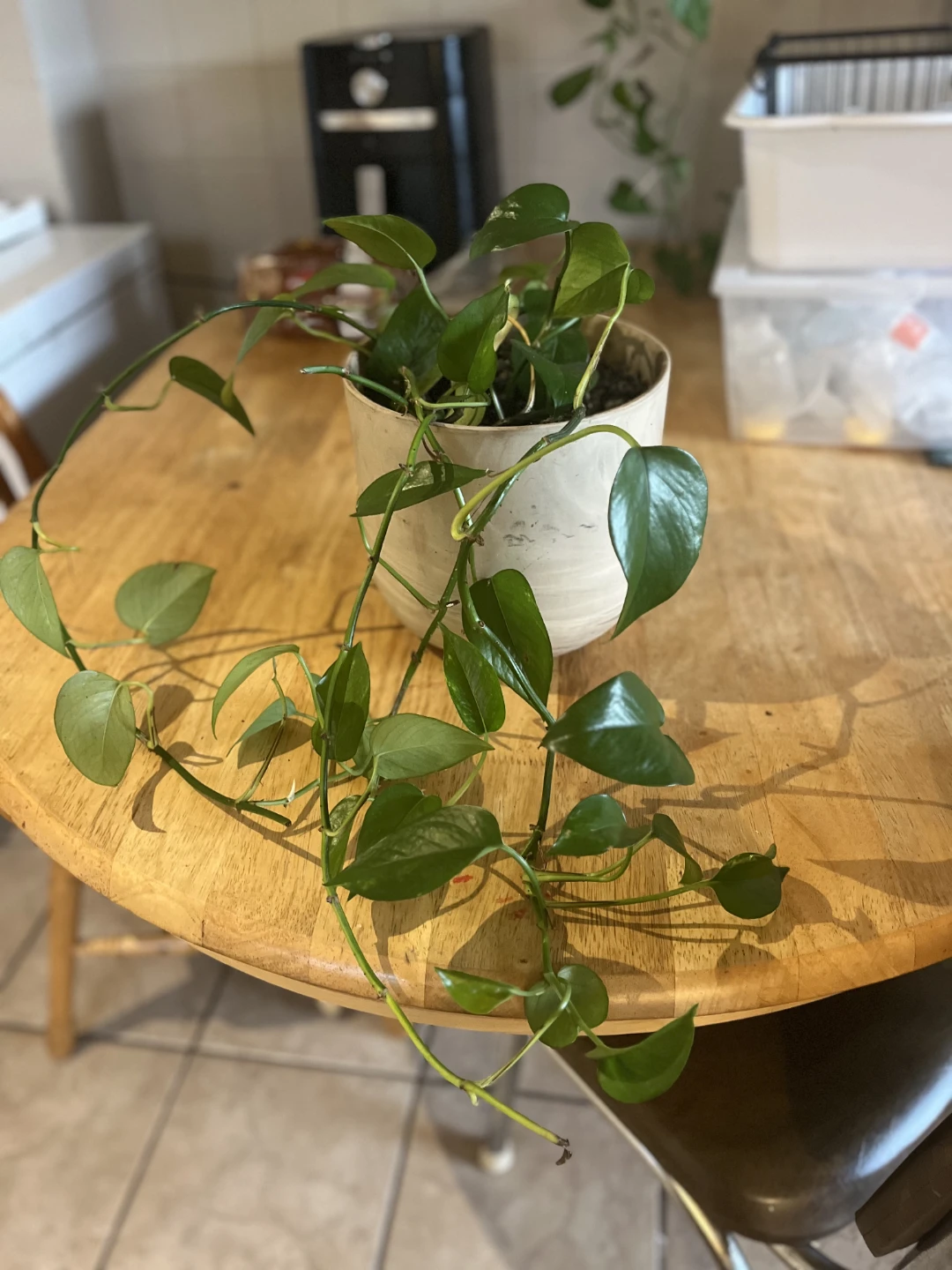 Trailing Pothos Plant in Ceramic Pot - photo 4