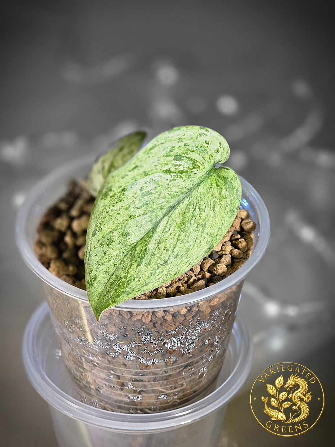 Scindapsus pictus Halimoon "Illuminated Manuscript" - photo 5