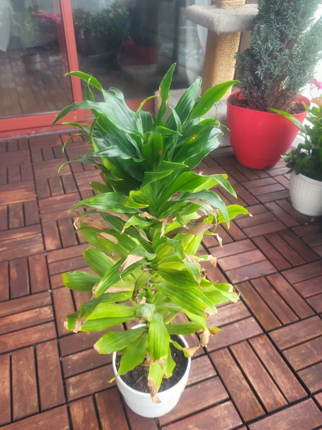 Assorted Indoor Houseplants - photo 4