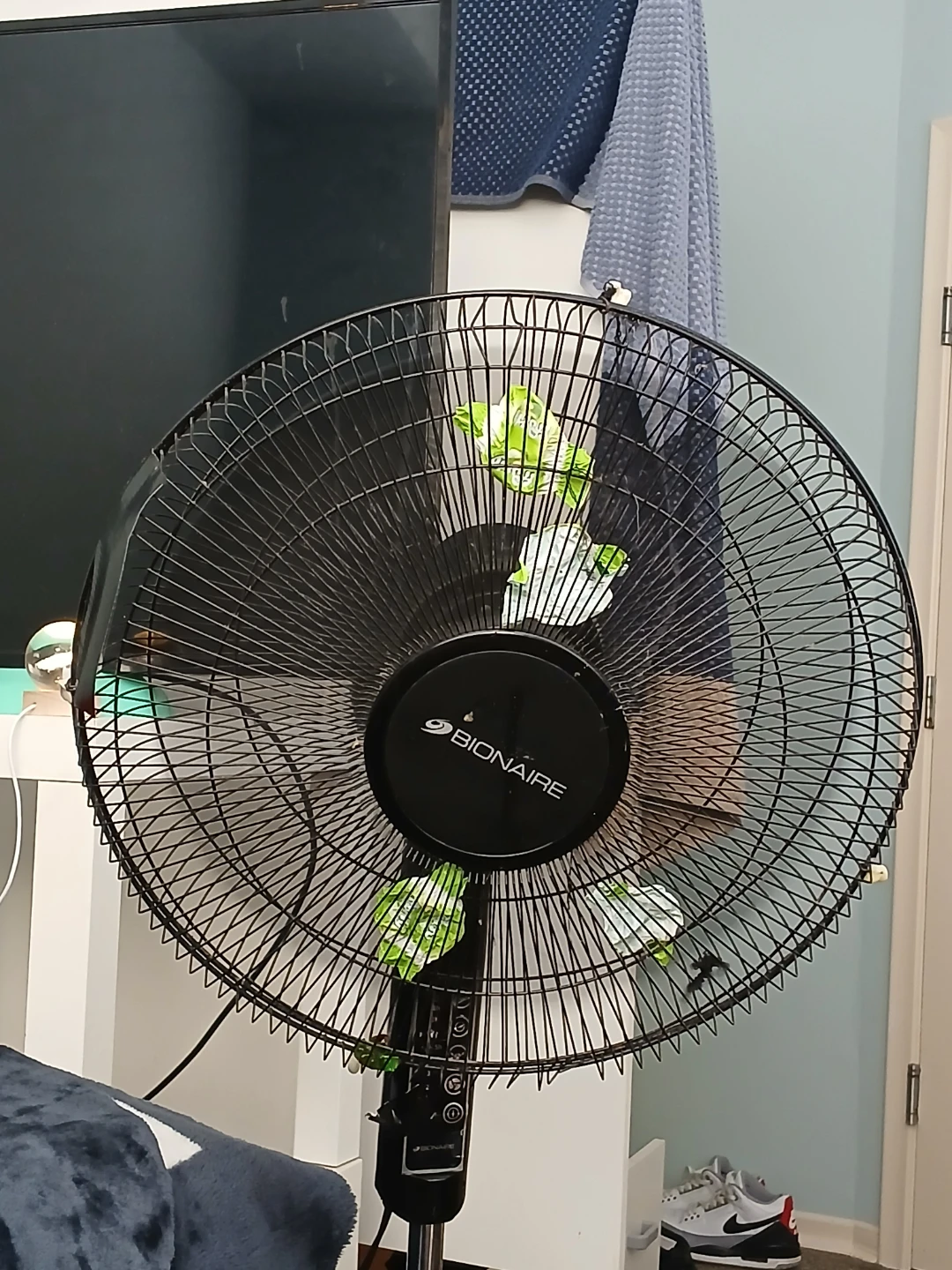 Marco's Chitter-chunder fan
