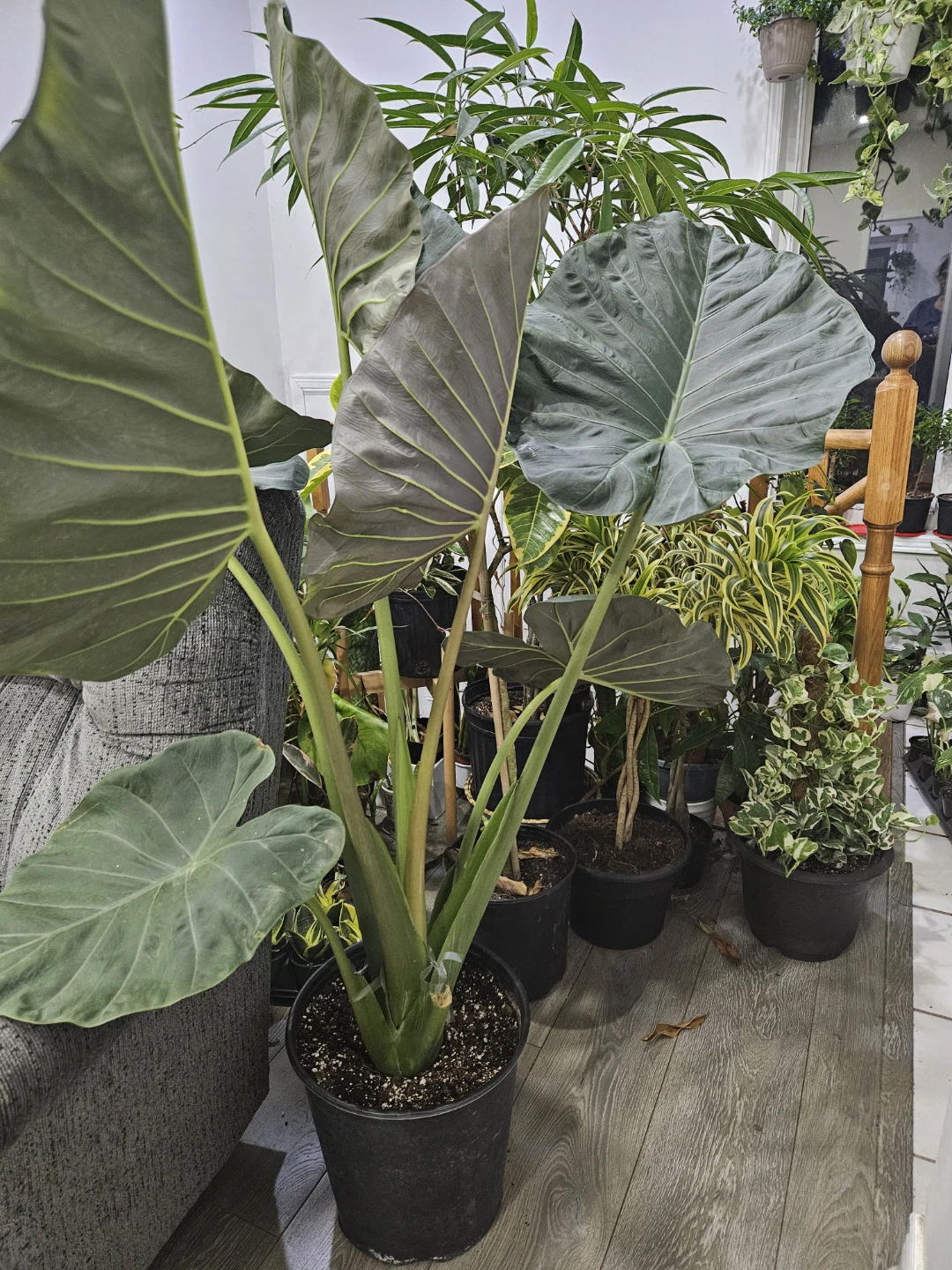 Large Alocasia Regal Shield