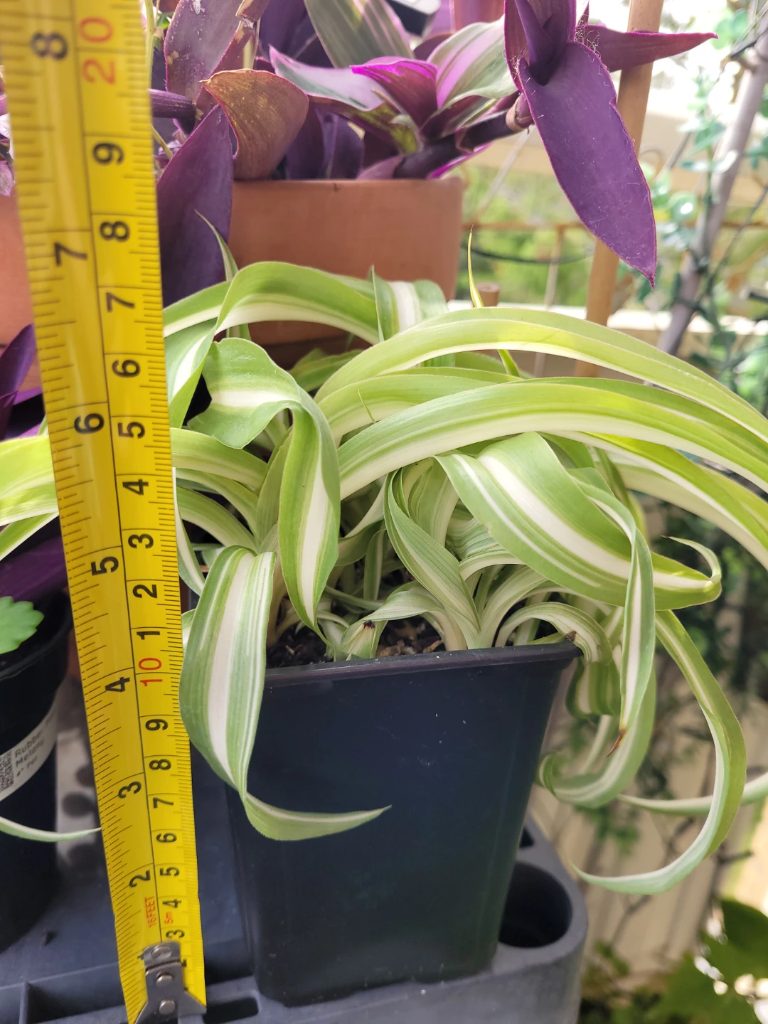 Variegated Spider Plant in Pot - photo 2
