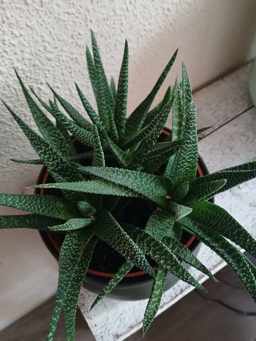 Haworthia Zebra Succulent in Dark Grey Pot