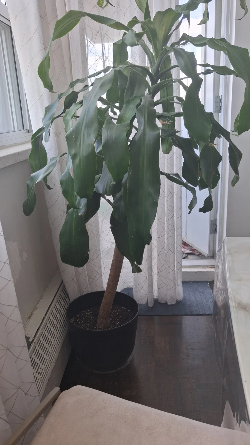 Large Corn Plant Dracaena