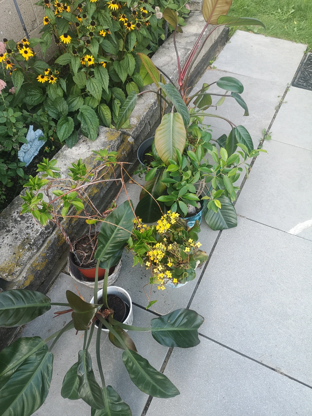 5 plants in pots FREE - photo 2