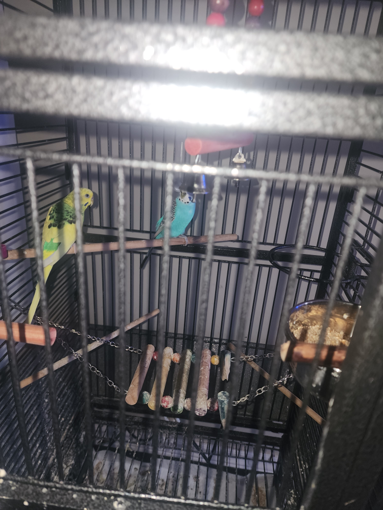 Tall Black Metal Bird Cage with Accessories - photo 2