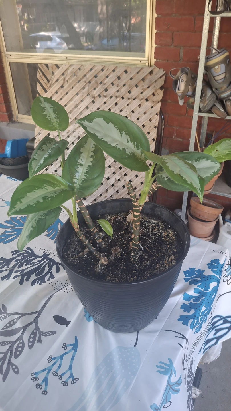Aglaonema plant in black plastic pot