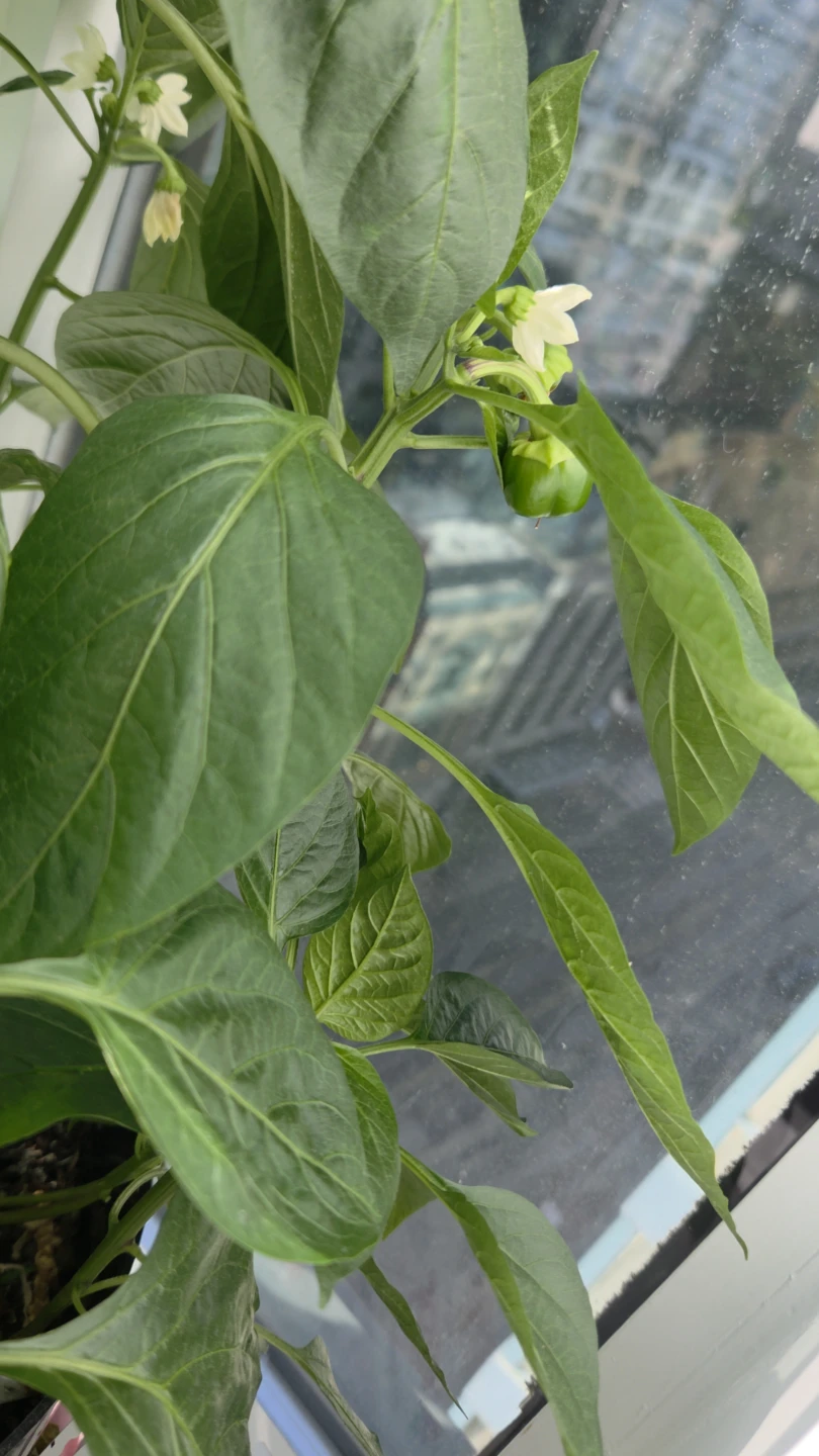 Green Bell Pepper Plant - photo 2