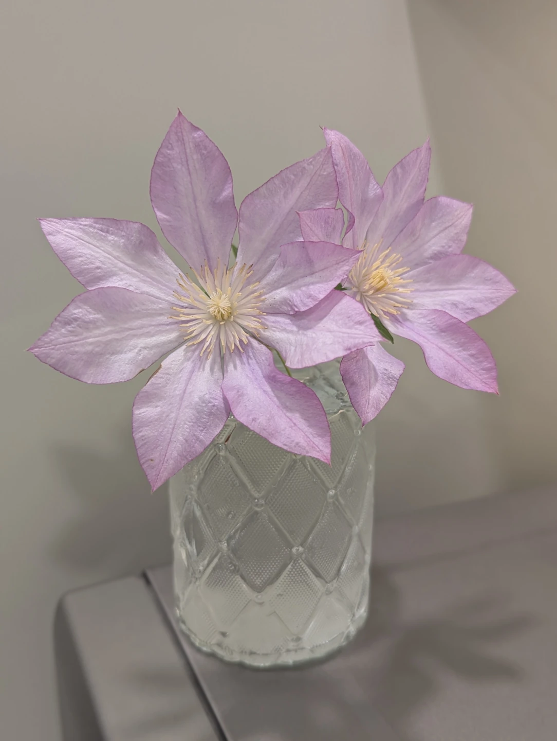 Live Clematis Plant - Proteus - photo 2