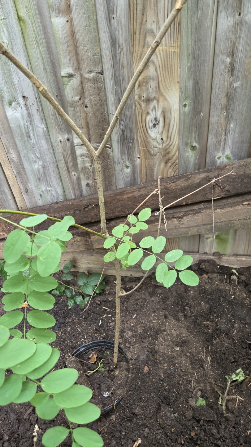 Black Locust tree - photo 4