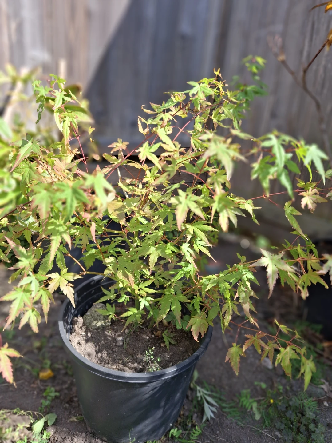 Japanese Maple Potted Tree - photo 3