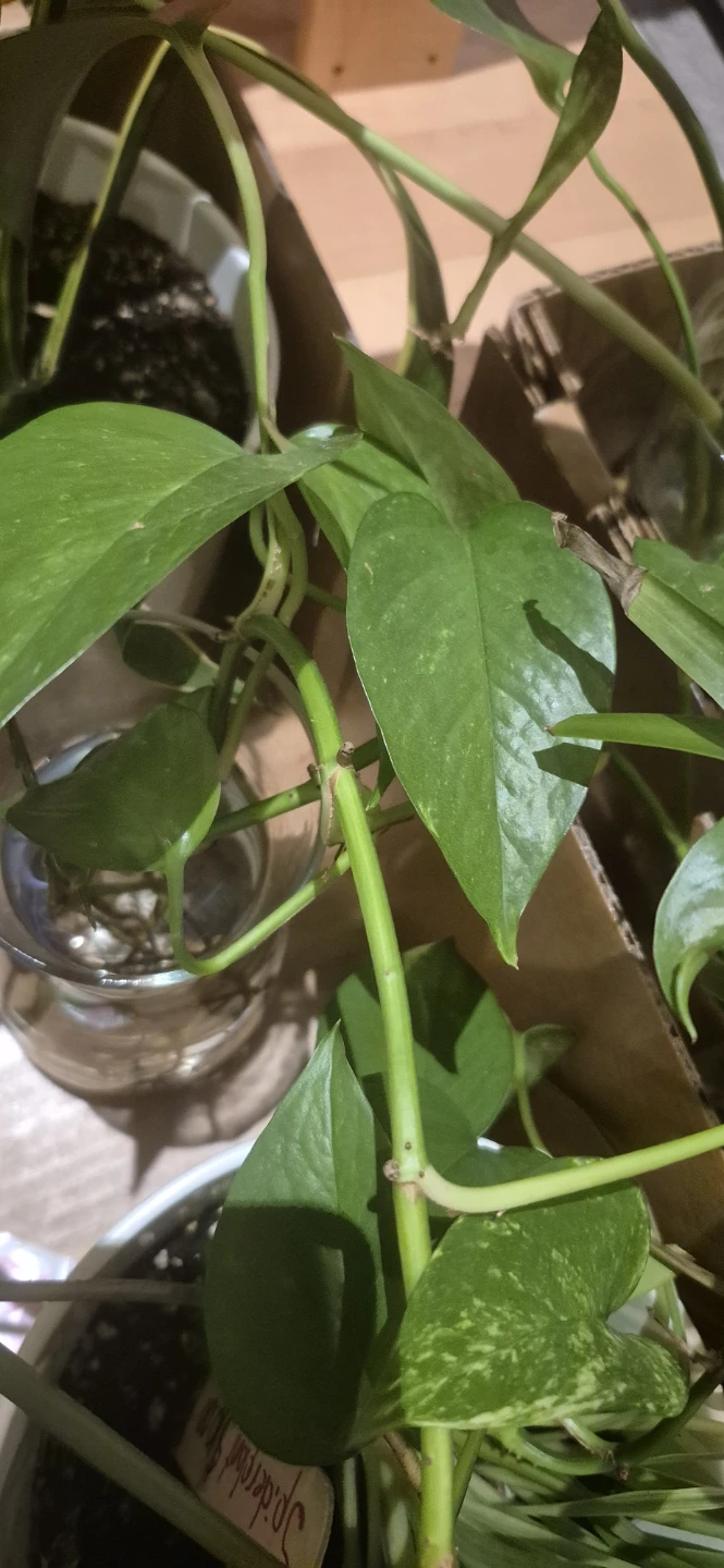 Indoor plants for sale - photo 4