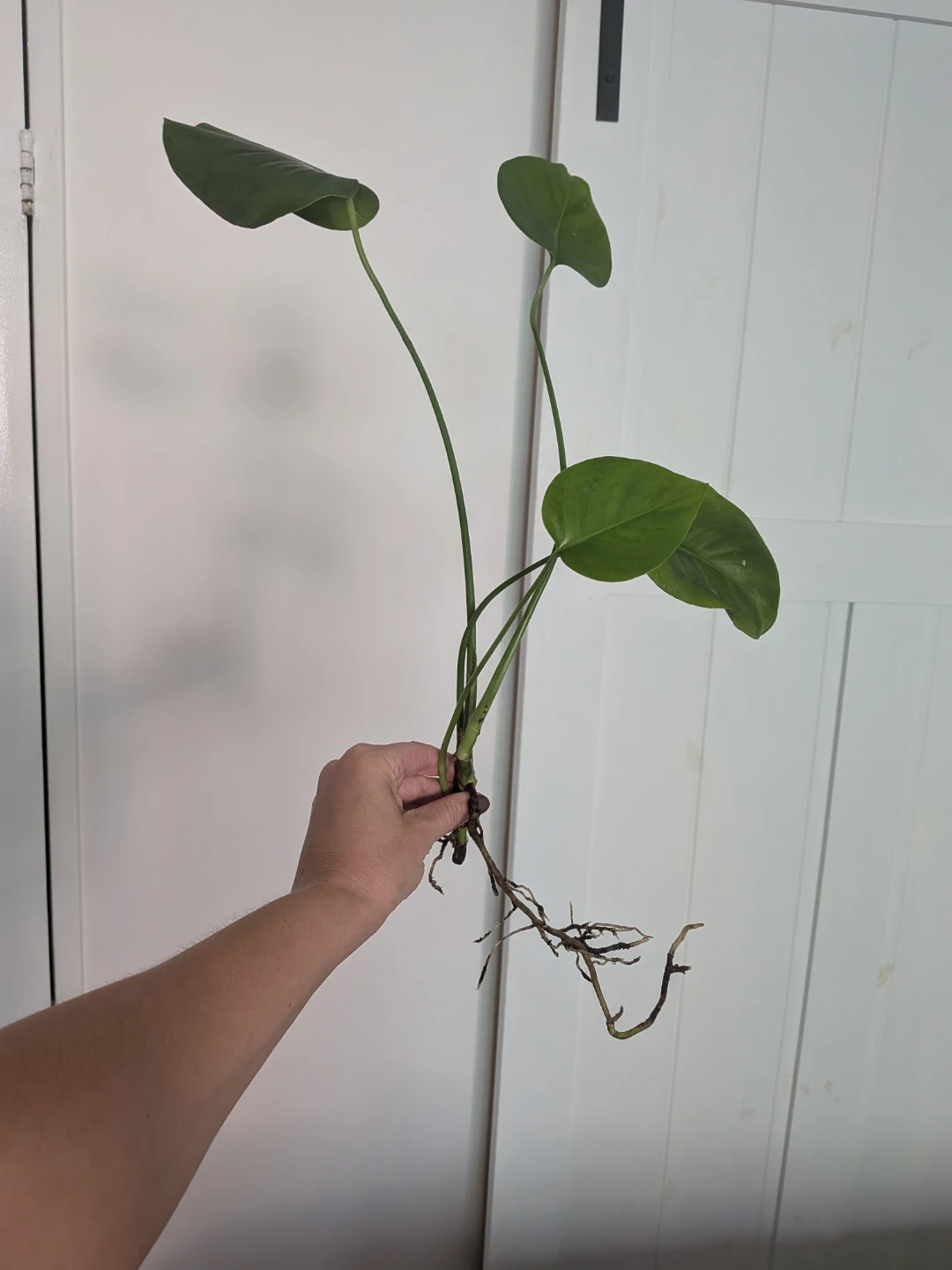 🌿Monstera Deliciosa rooted cuttings FREE w/ purchase - photo 4
