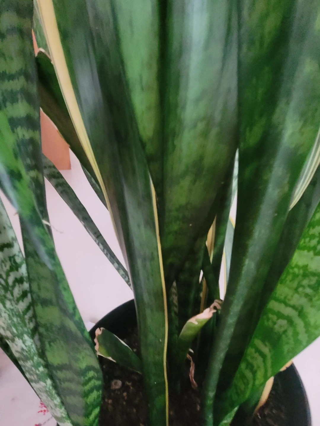 Snake Plant in Purple Planter - photo 4