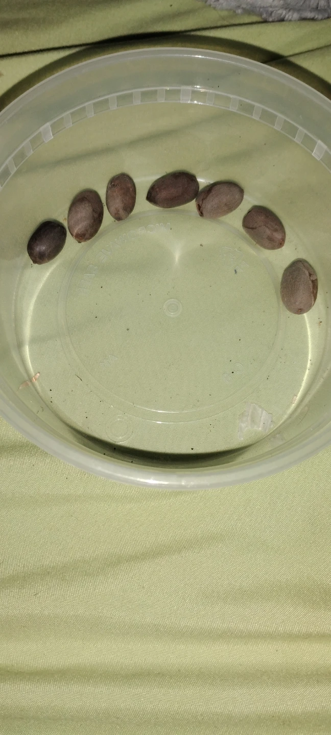 Lot of 8 Lotus Lilly Seeds garenteed to grow