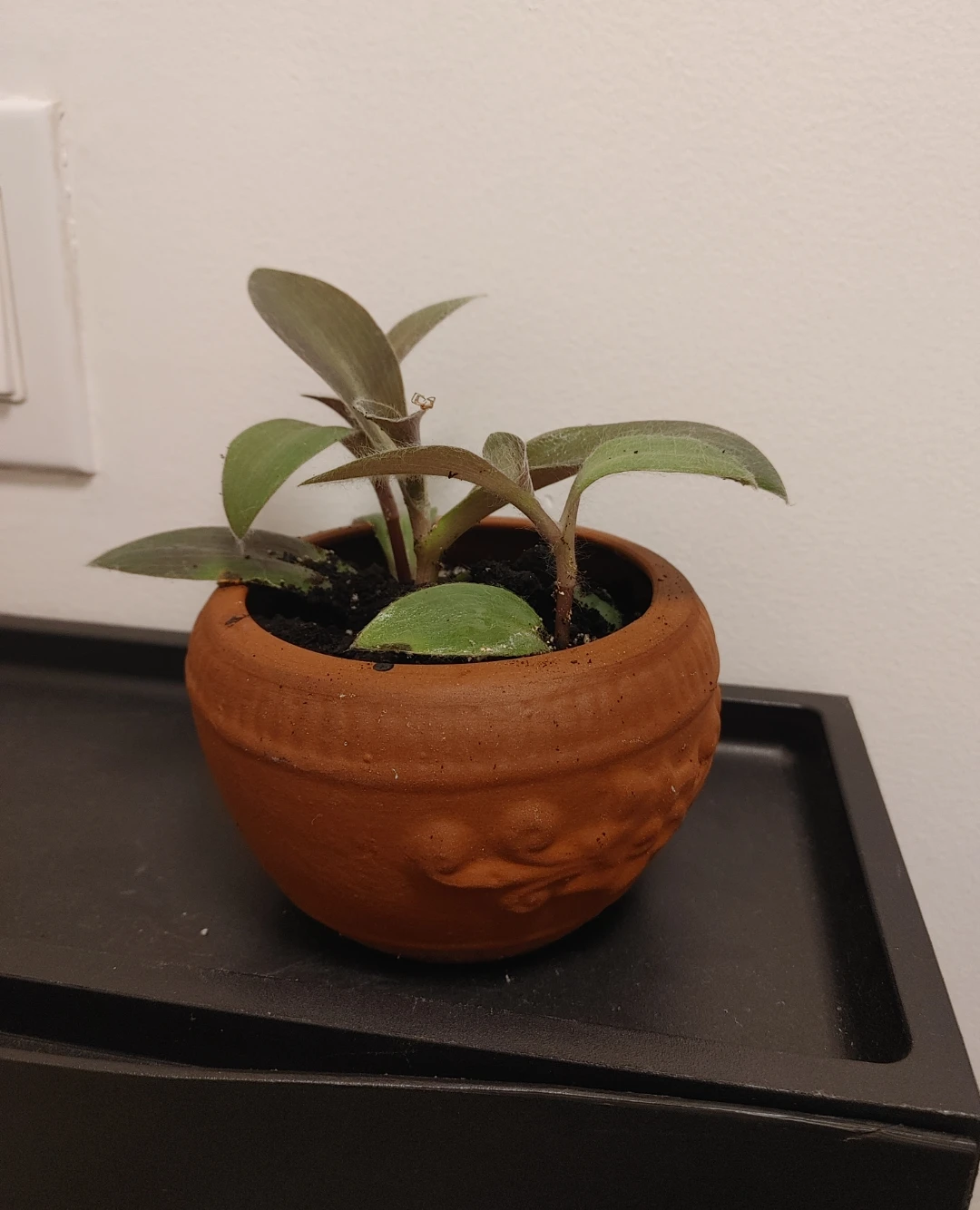 Real Tradescantia plant in small terracotta pot
