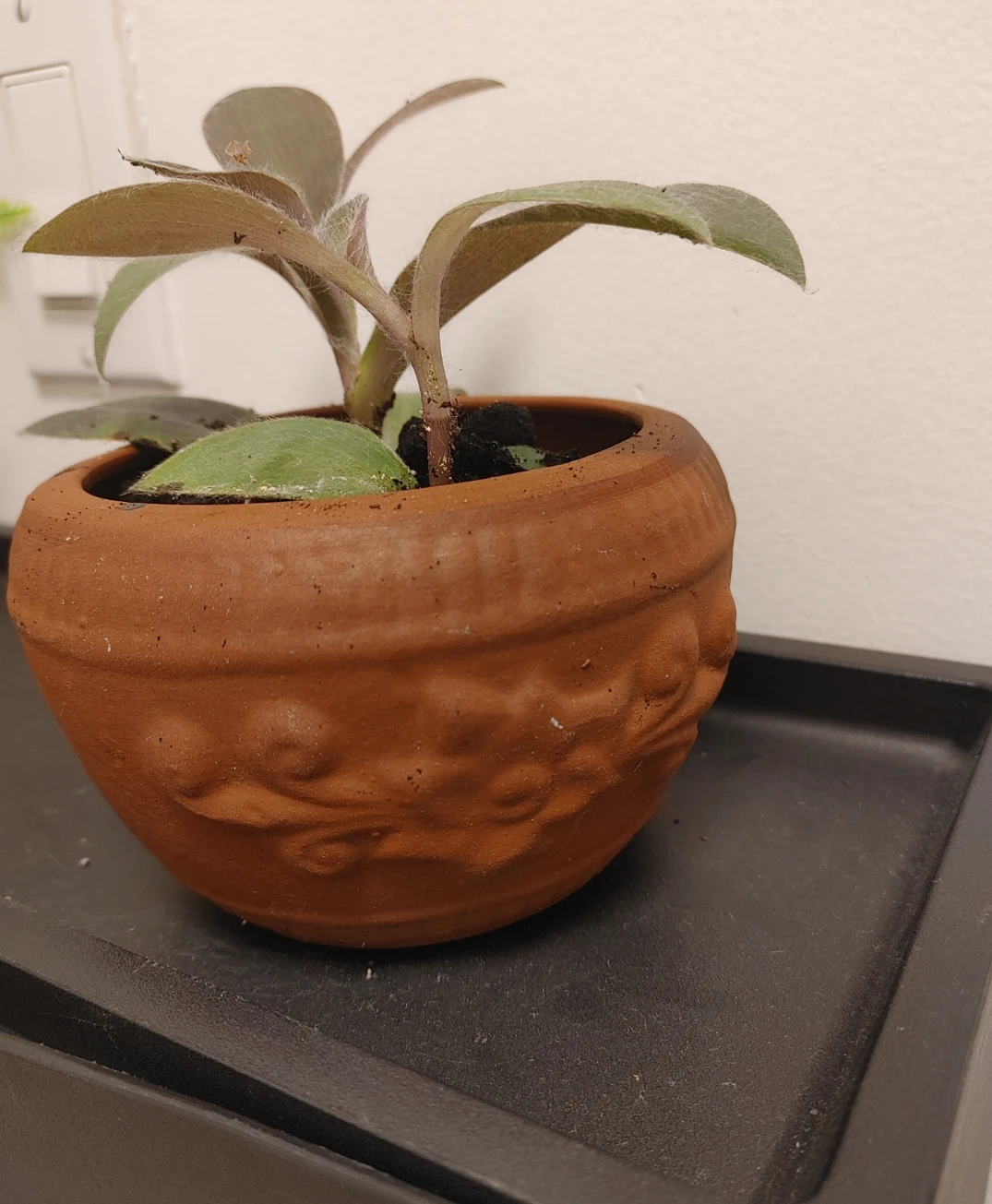 Real Tradescantia plant in small terracotta pot - photo 2