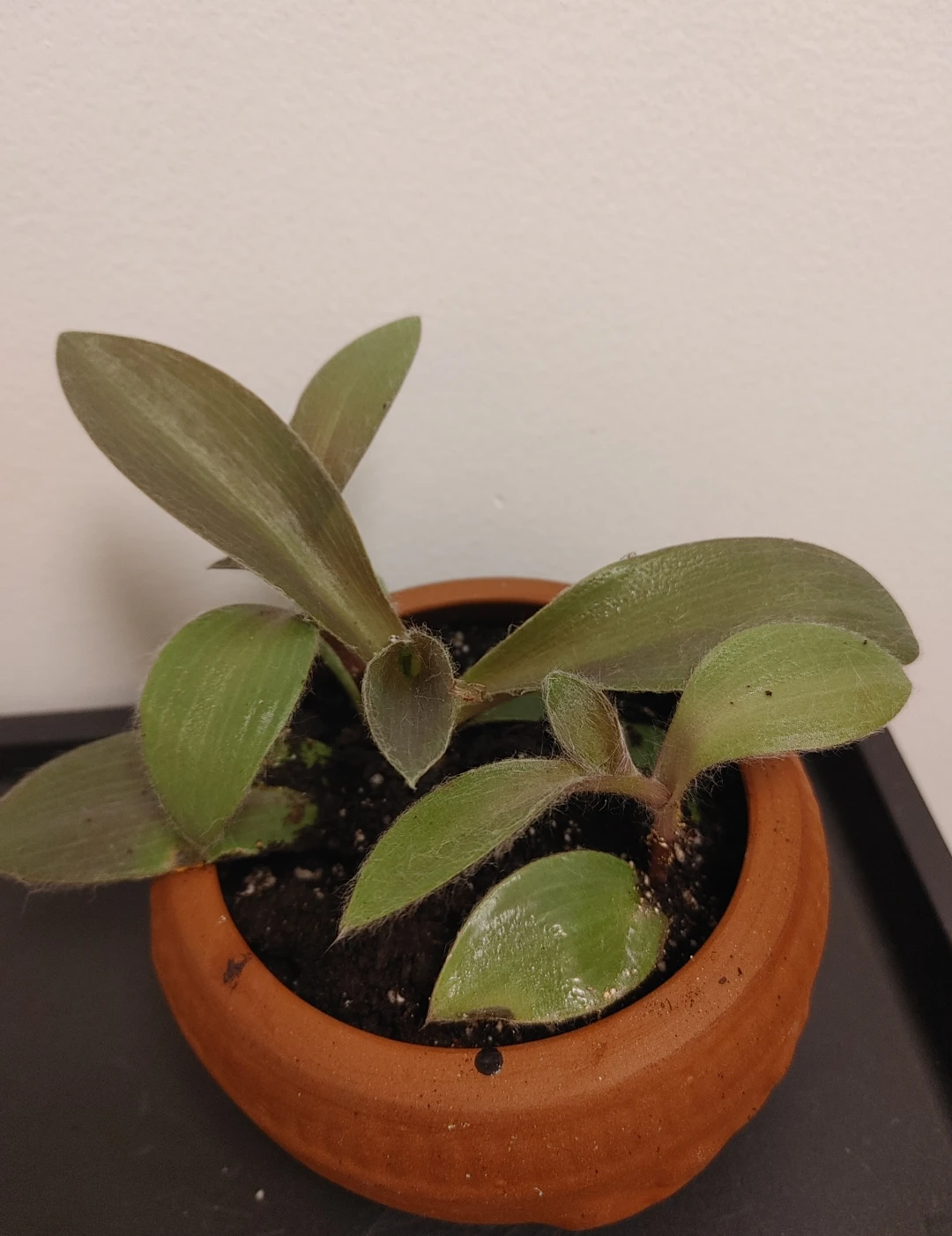 Real Tradescantia plant in small terracotta pot - photo 3