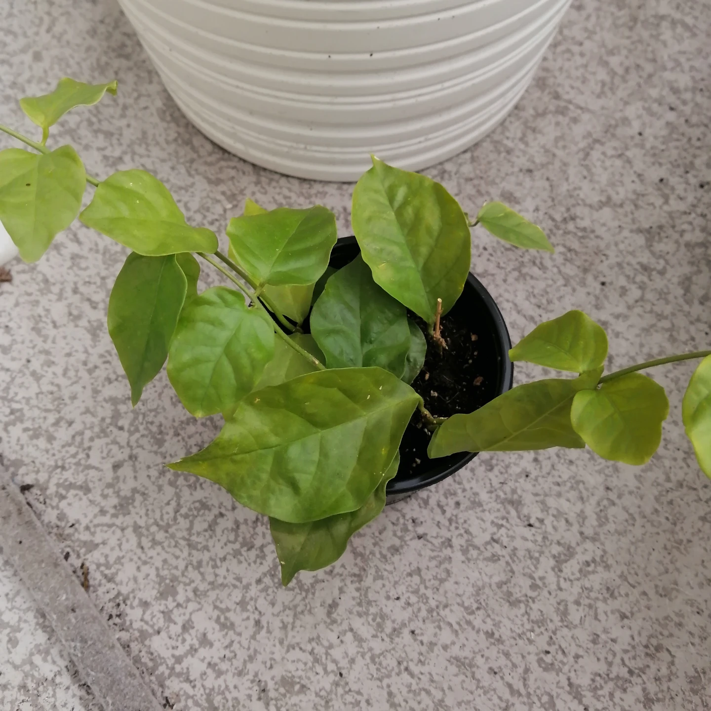 Potted  Jasmine Plant - photo 2