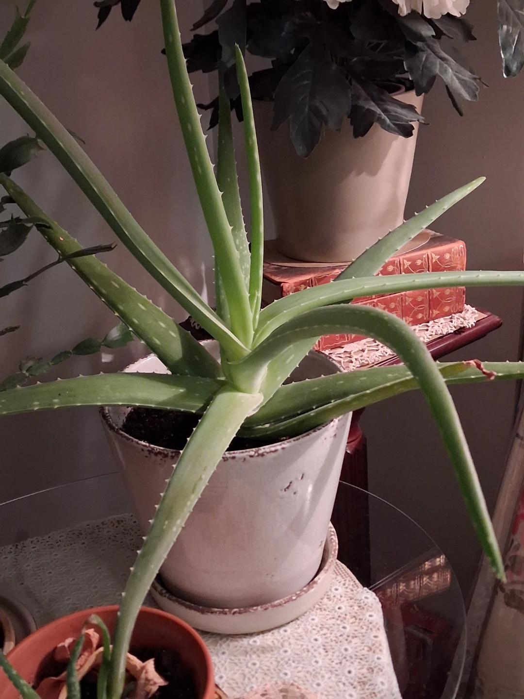 Christmas Cactus & Aloe plants .
