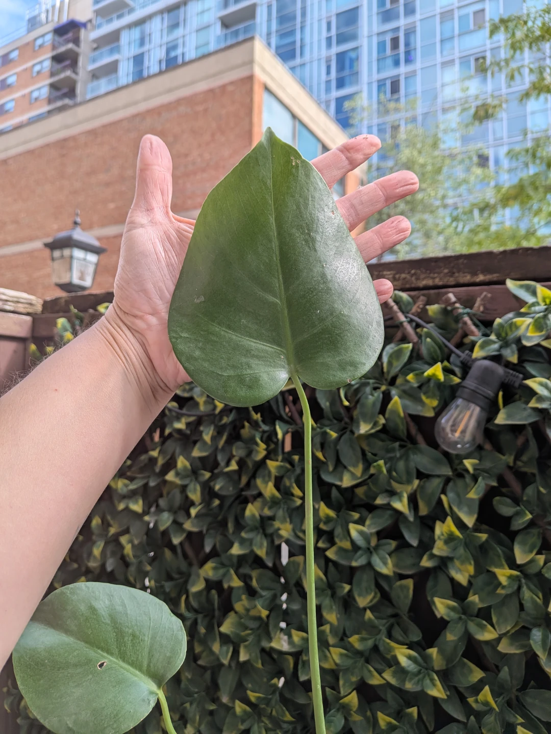 🌿Young Monstera Deliciosa Houseplant - photo 3