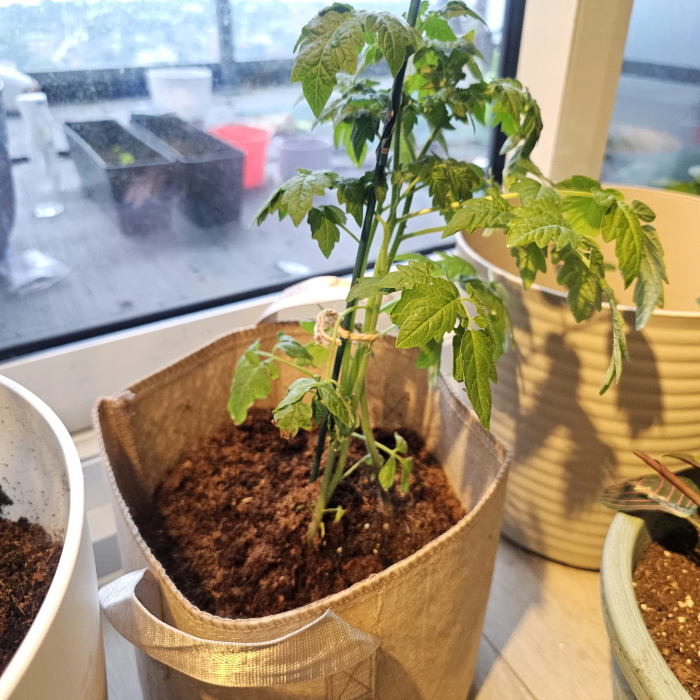 Tomato Seedlings in Planters - photo 3
