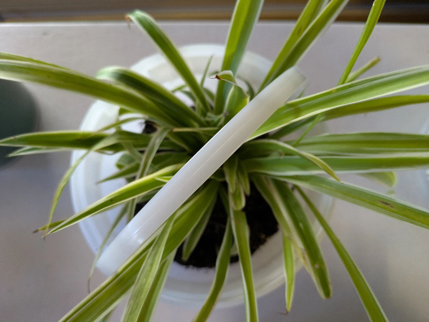 Spider Plant in White Pot
