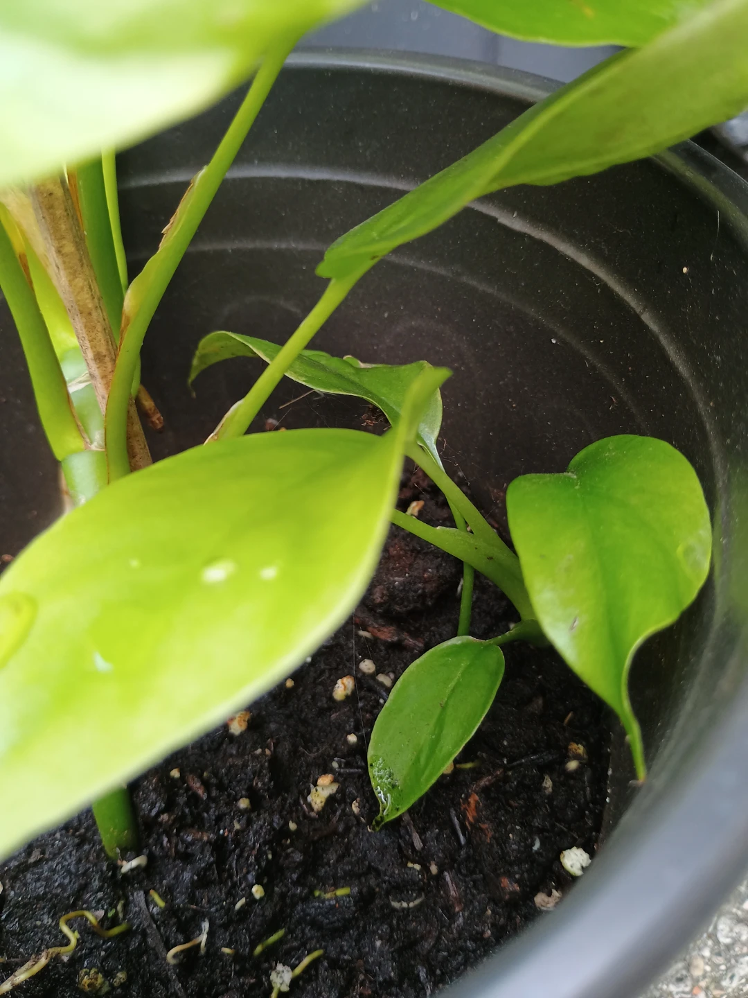 Mini Monstera - photo 4
