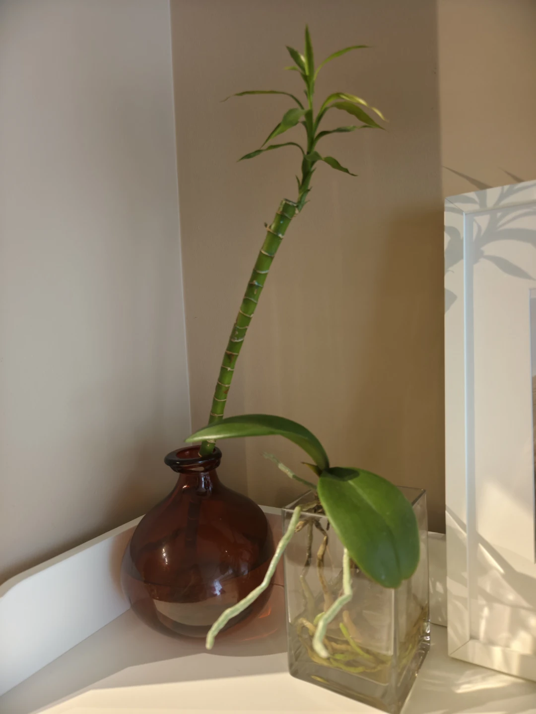 Two plants and vases