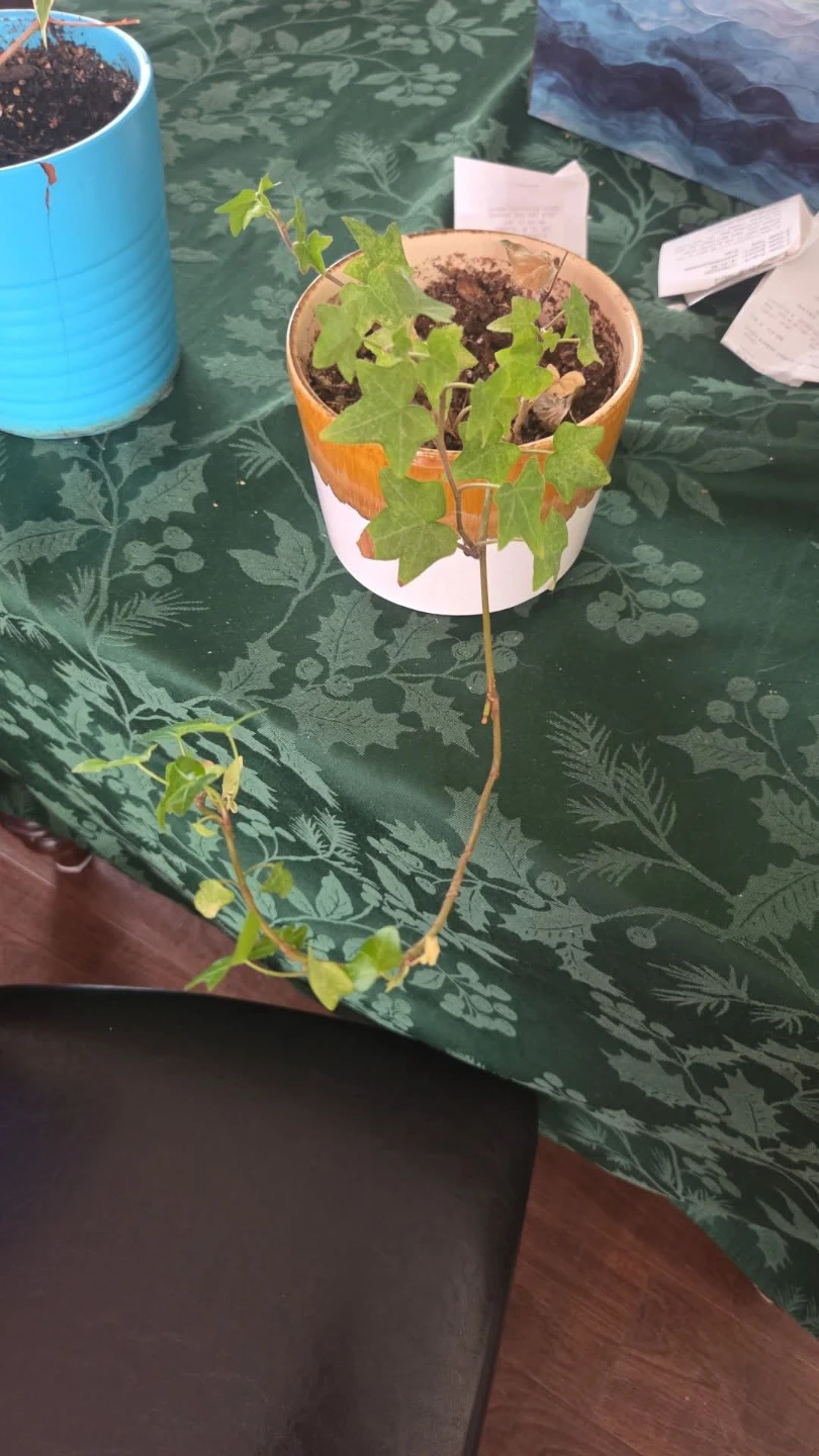 Plants! Plants and MORE Plants! See my other posts for more! - photo 2