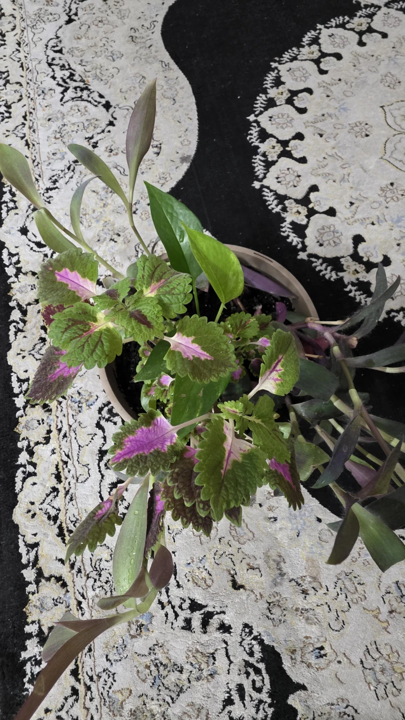 Mixed Potted Plants Arrangement - photo 3