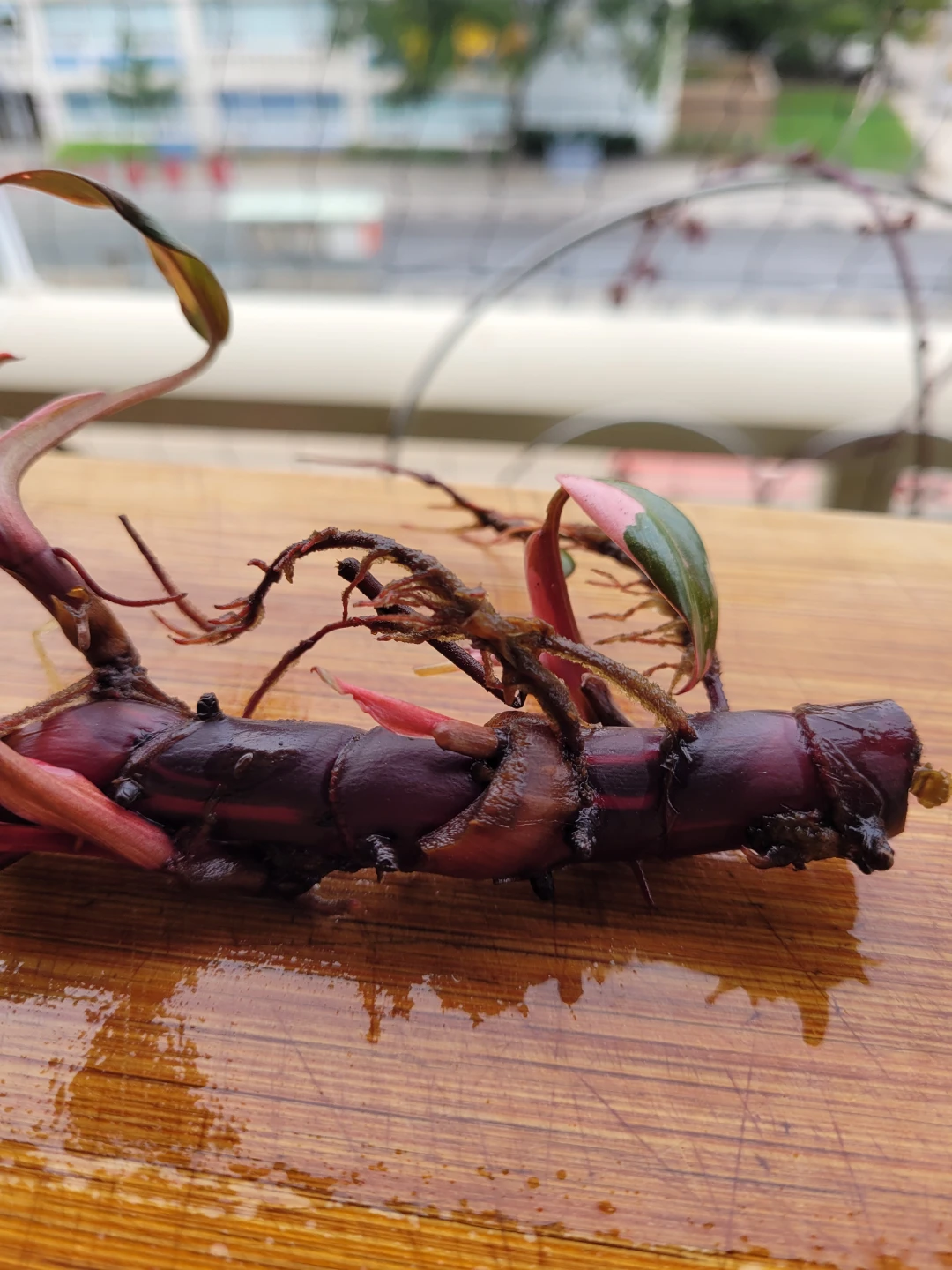 Philodendron Pink Princess Cutting - photo 4