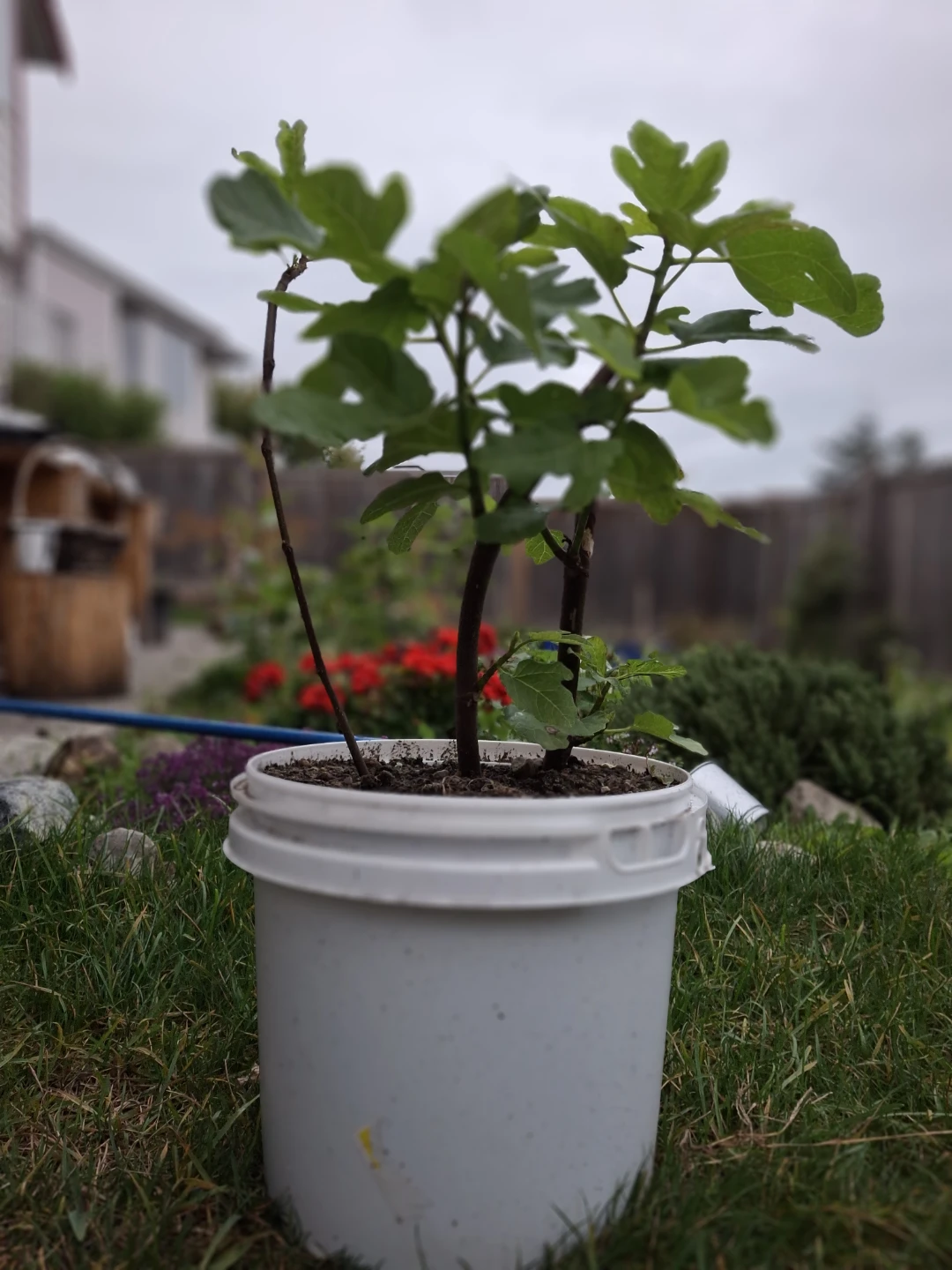 Potted Fig Plant - photo 5
