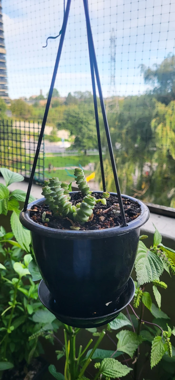 Crassula Marinela - photo 5