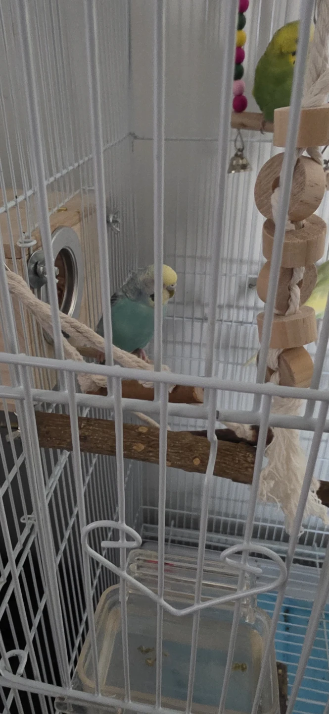 Large White Metal Bird Cage with Stand with 5 budgies - photo 2