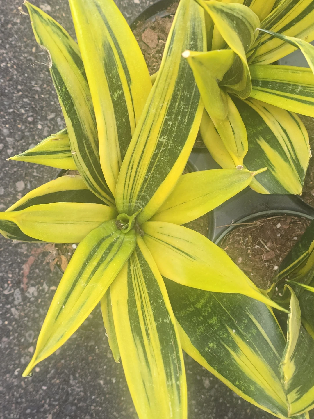 Snake Plant Sansevieria  yellow gold - photo 2