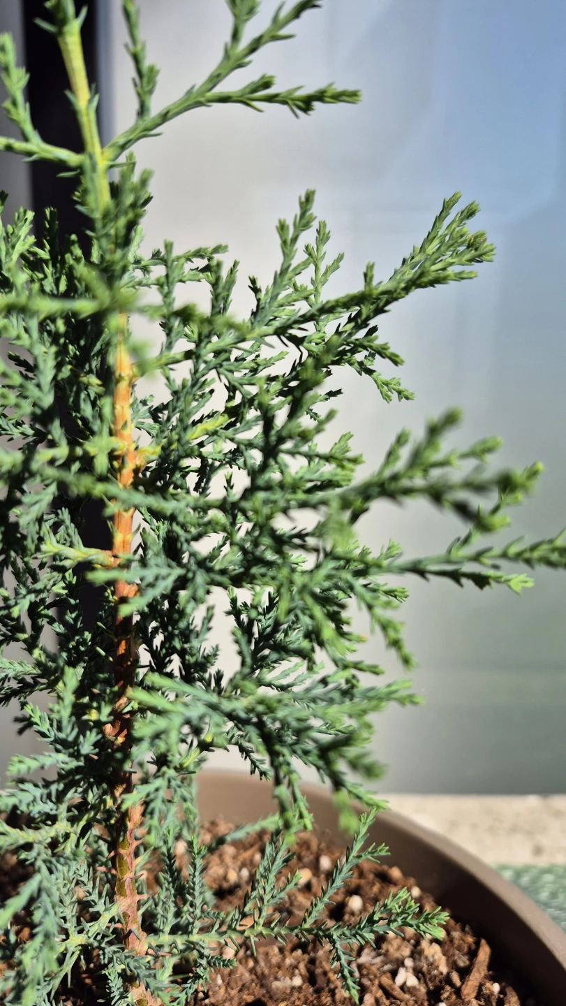 Two Small Cypress Plants - photo 3
