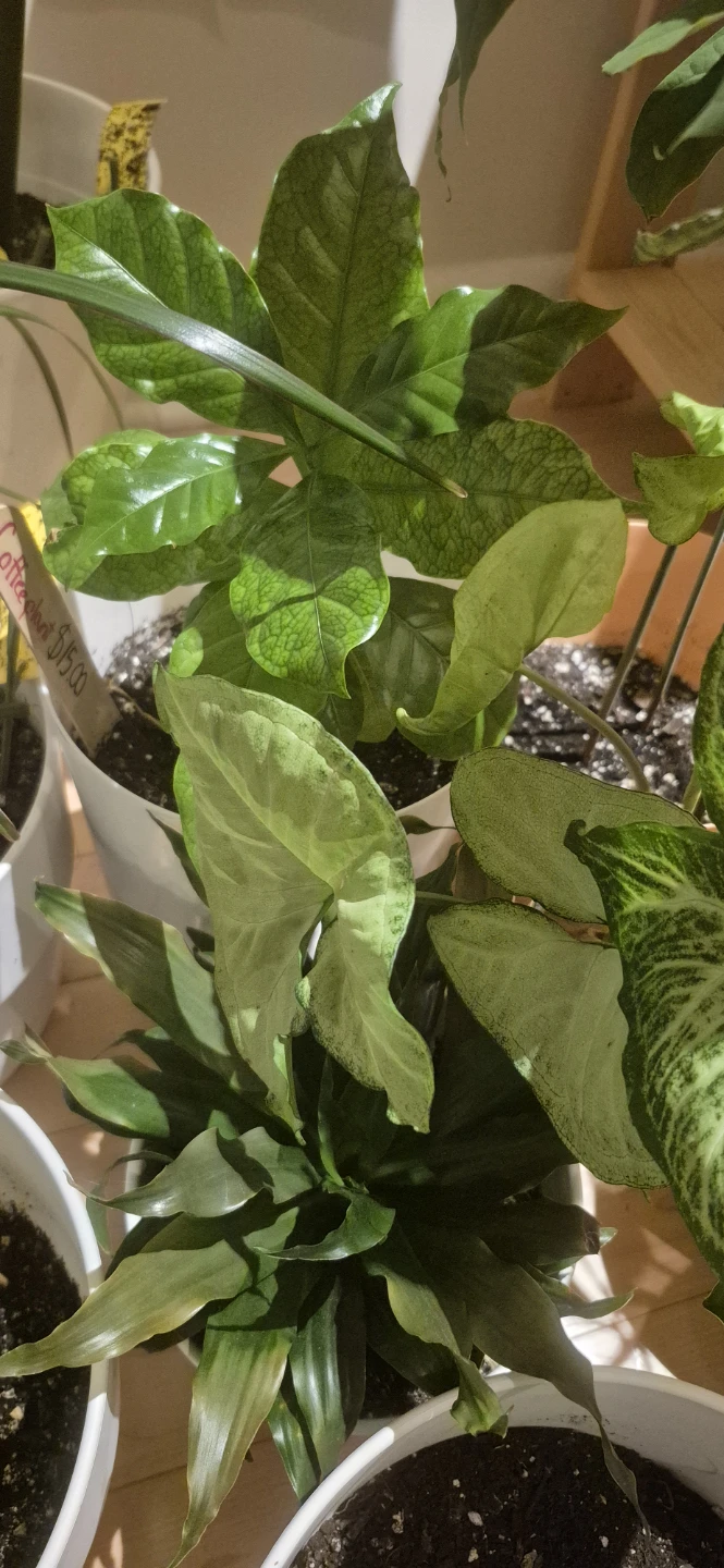 Indoor plants for sale