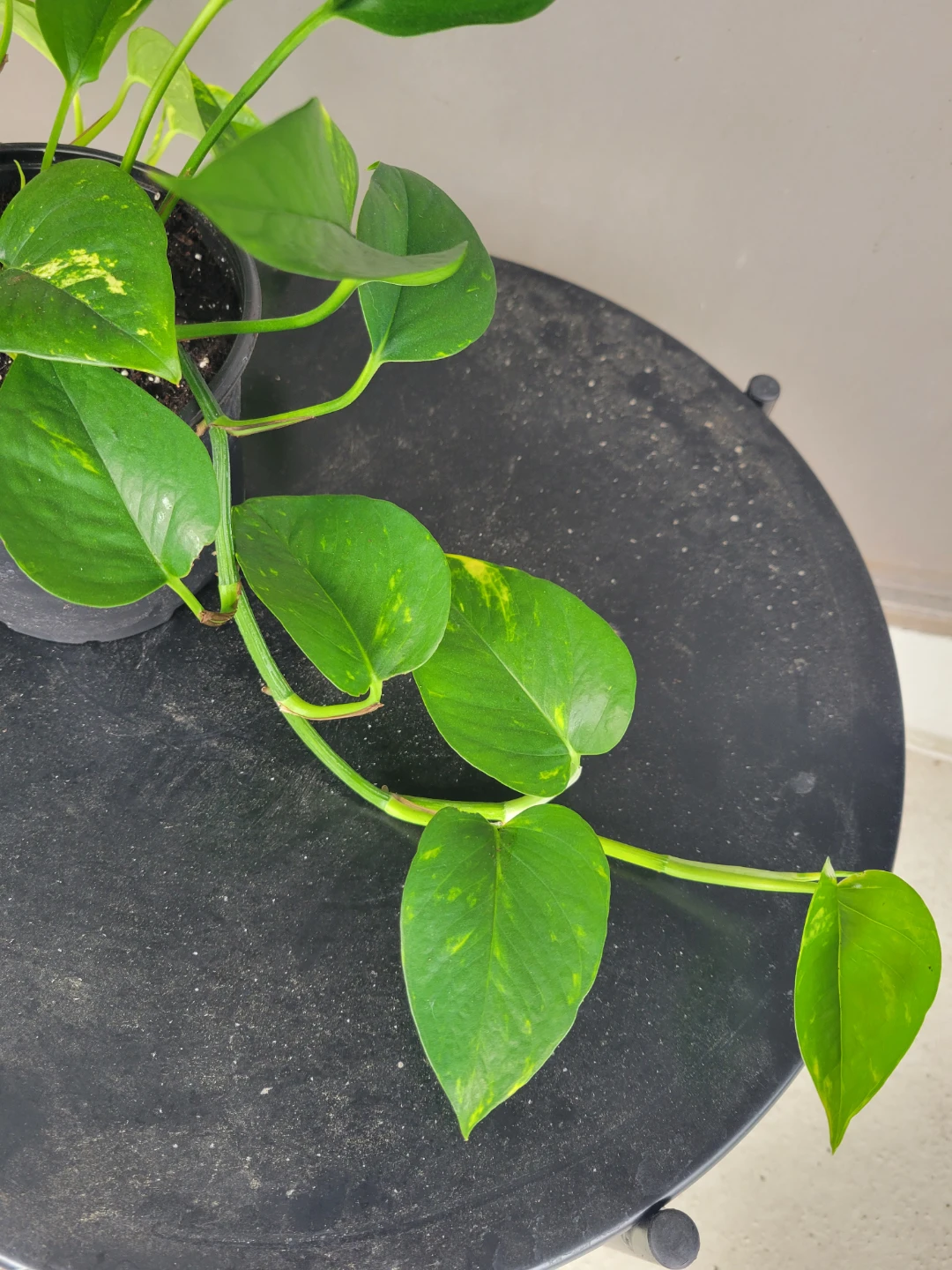 Healthy pothos - photo 5