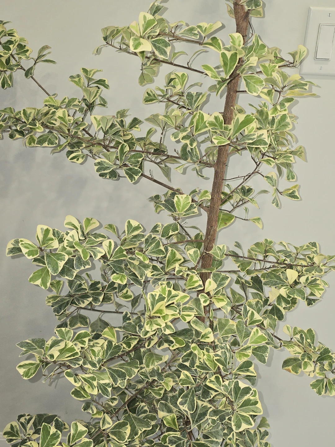 Variegated Ficus  triangularis  standard tree - photo 4