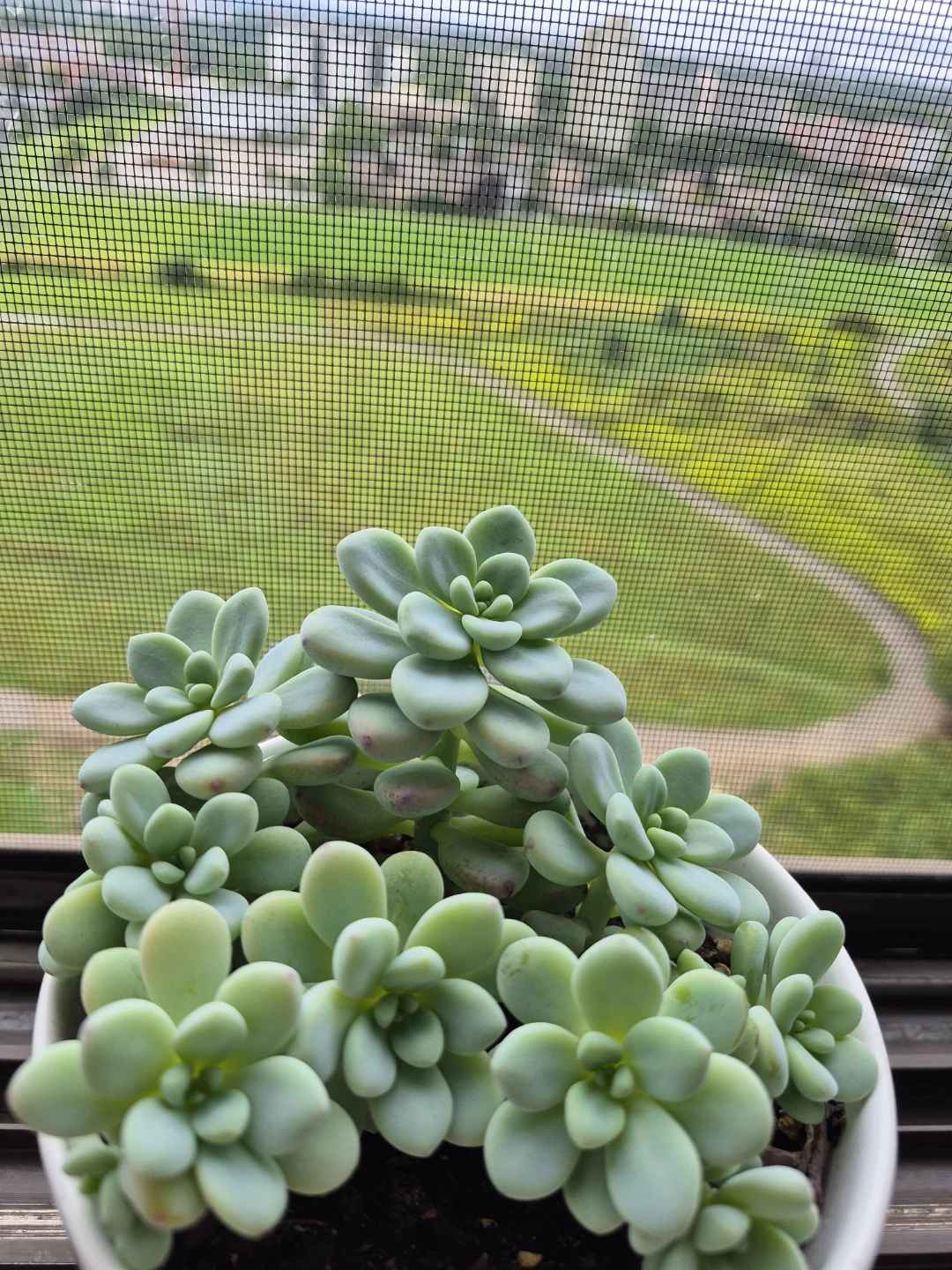 Sedum morganianum Burro's Tail Succulent Plant - photo 3