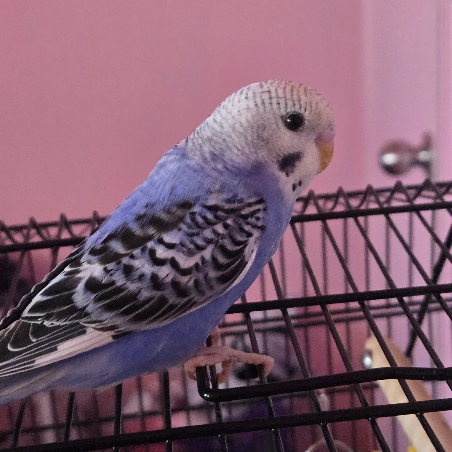 Baby purple budgie