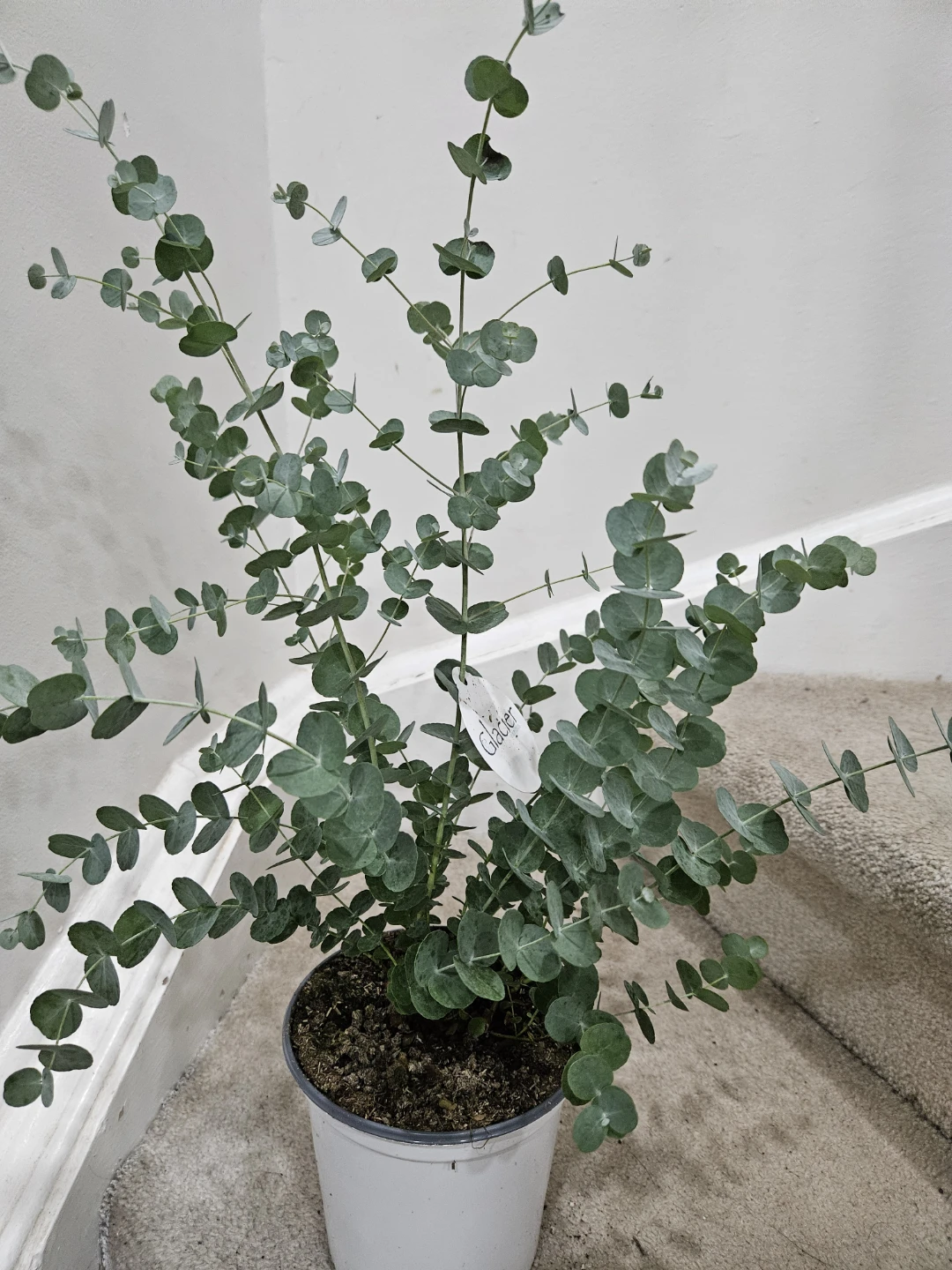 Glacier Eucalyptus Plant - photo 2
