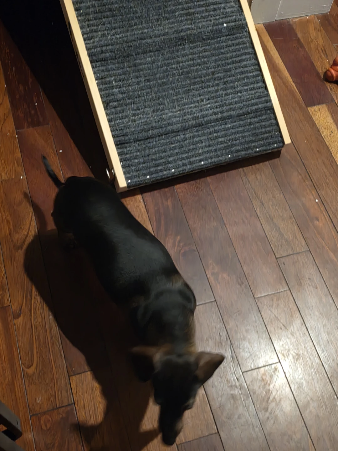 Foldable Dog Ramp for X small breeds - photo 2