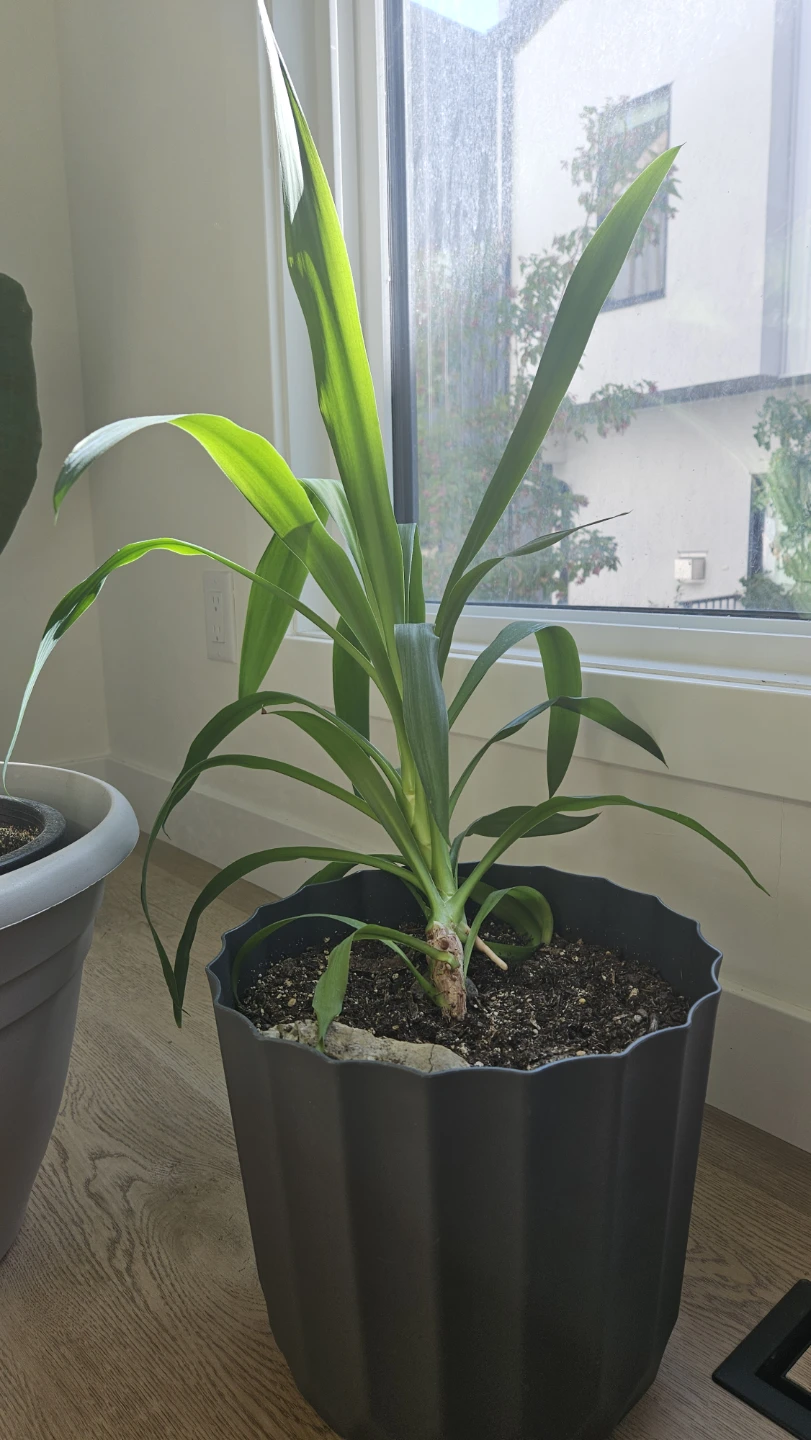 Yucca plant in black pot - photo 5