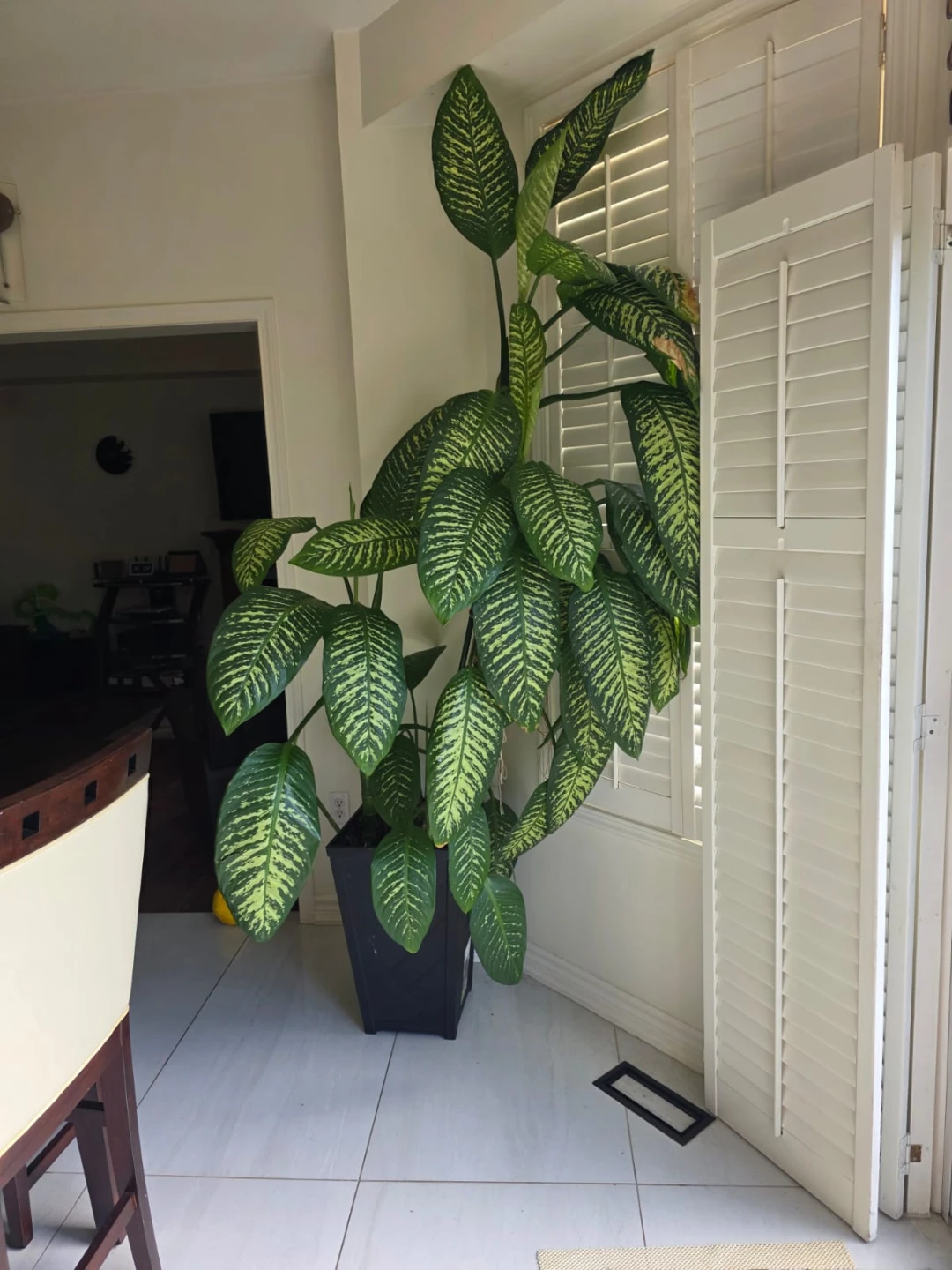Large Dieffenbachia plant in tall black planter