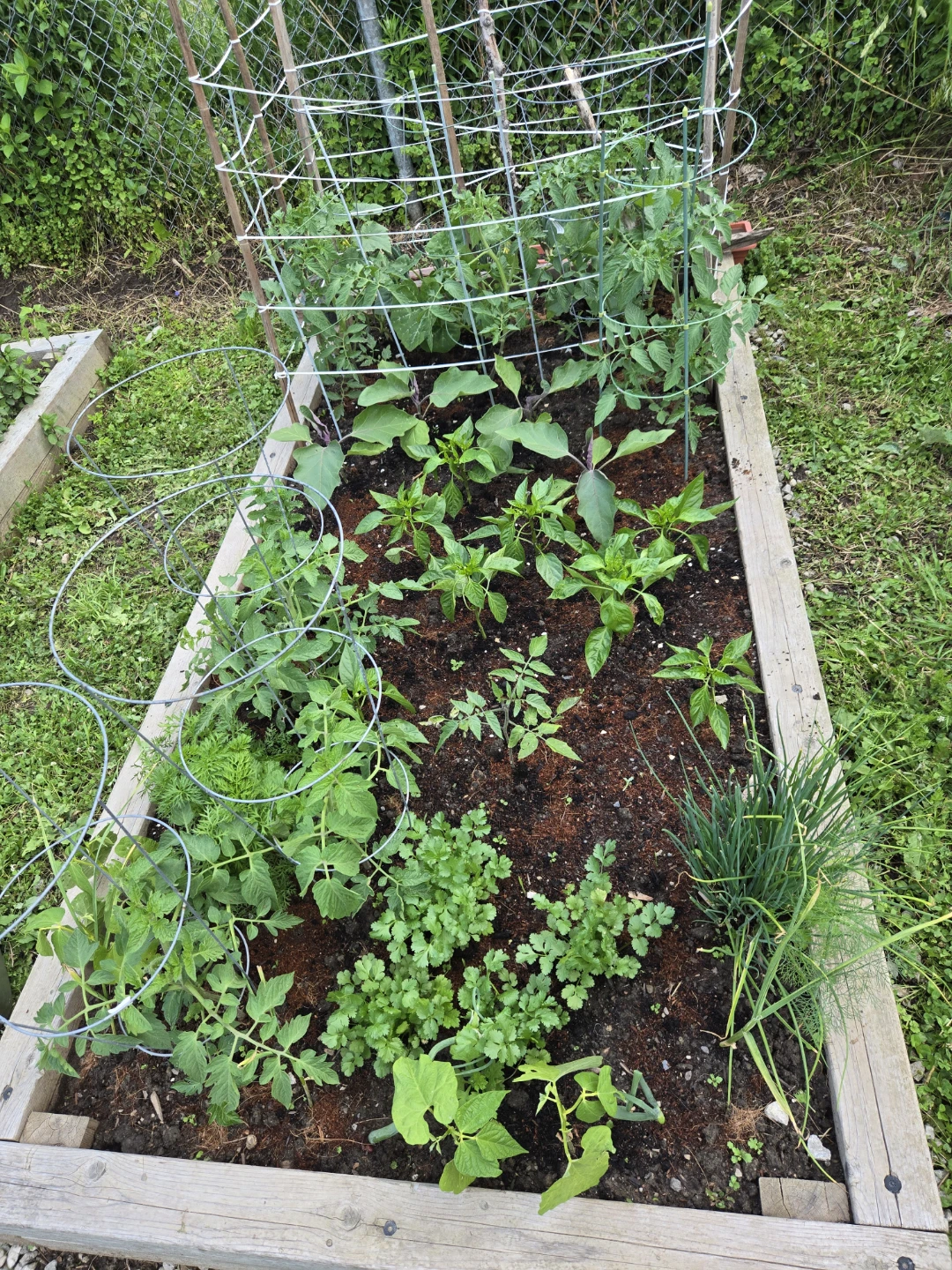 Fresh Homegrown Green Peppers & Eggplants - photo 5