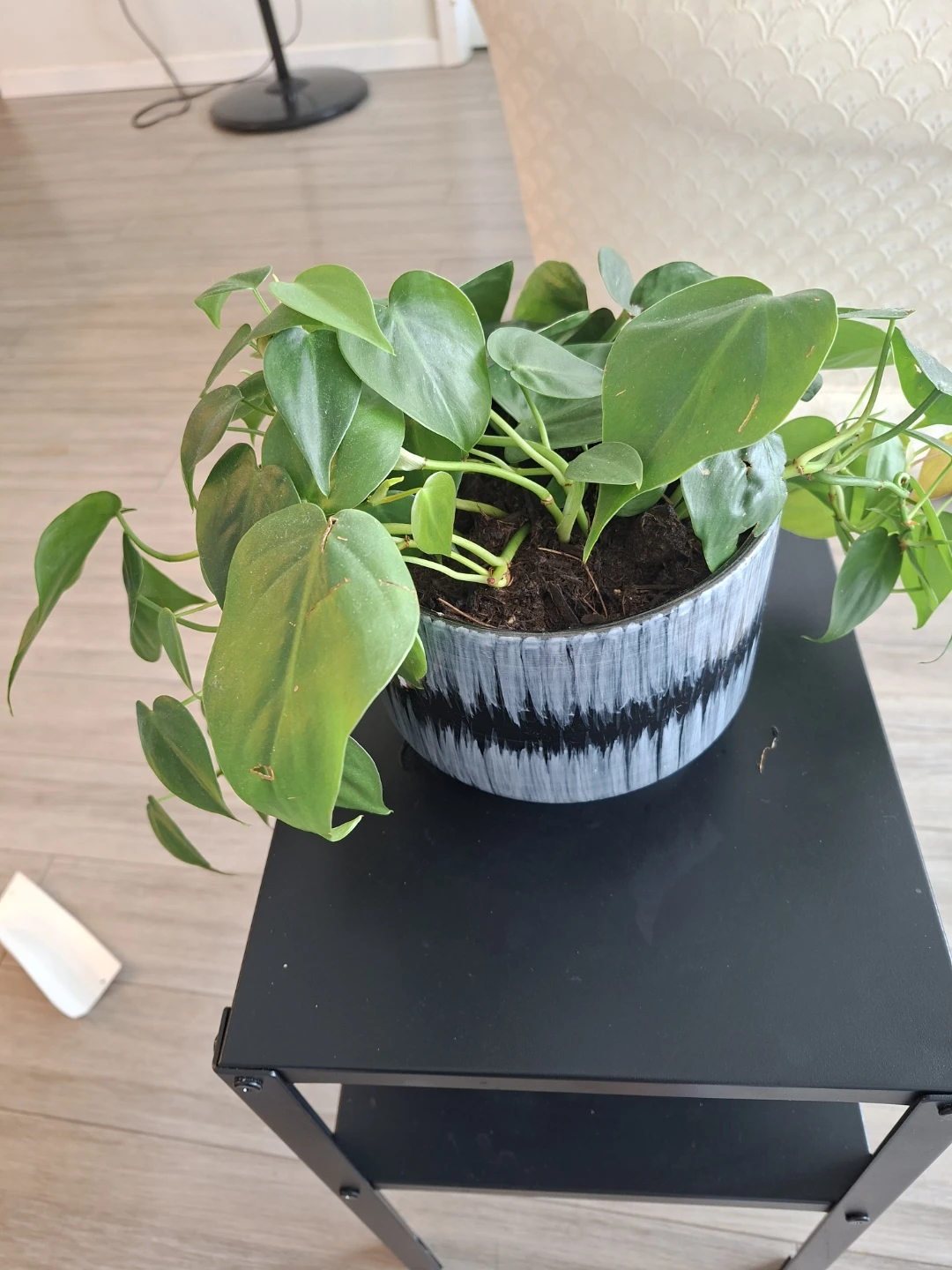 Assorted Indoor Houseplants in Decorative Pots