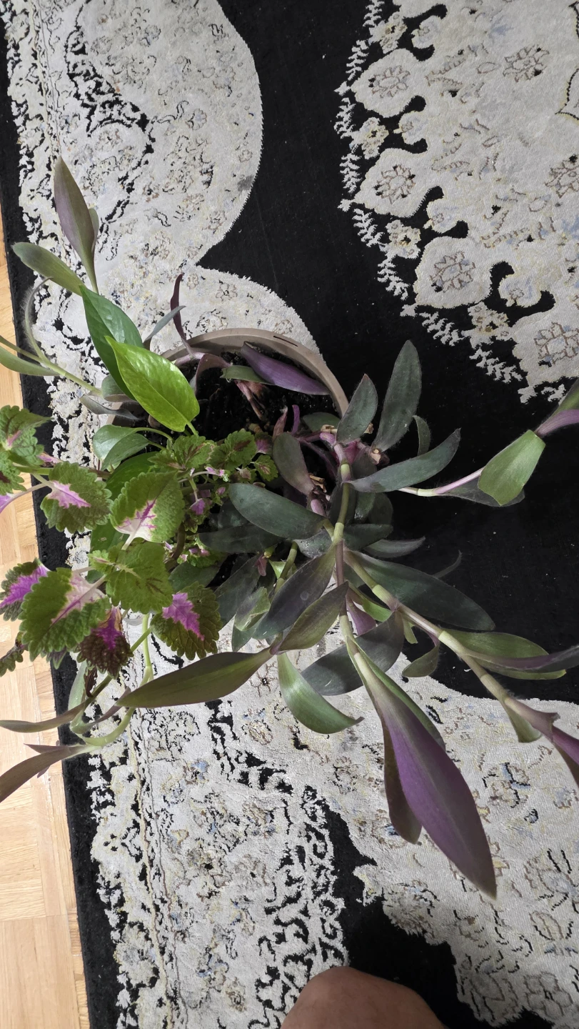 Mixed Potted Plants Arrangement - photo 2